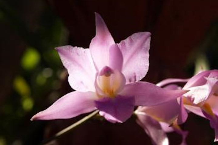 Close-up image capturing a fully bloomed orchid flower with vibrant pink petals and a delicate light yellow stigma.