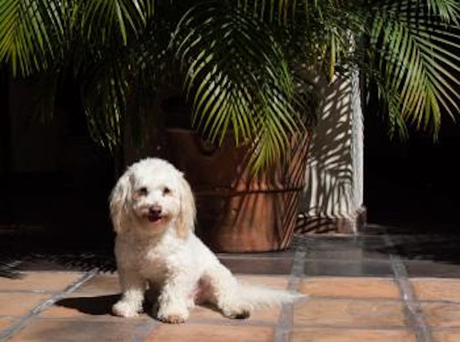 Small white poodle mix rescue dog sits in the courtyard of Hacienda San Angel, with a large potted green plant behind him.