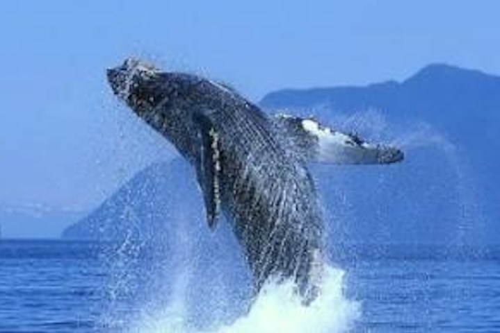 Whale leaping out of Banderas Bay with the Sierra Madre Mountains in the backdrop.