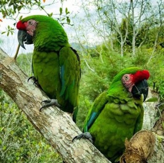 Two bright green parrots in Puerto Vallarta's lush jungle.